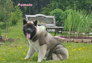 Mother of the Akita puppies born on 09/12/2017