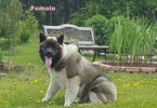Small Photo #1 Akita Puppy For Sale in DELTA JUNCTION, AK, USA
