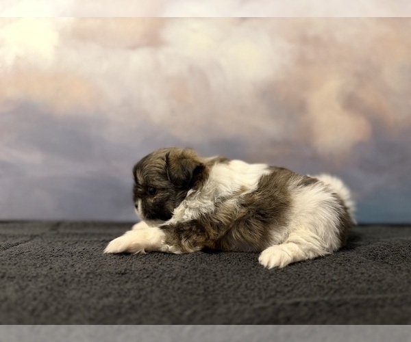 Medium Photo #1 Shih Tzu Puppy For Sale in LONE TREE, CO, USA
