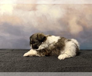 Shih Tzu Puppy for sale in LONE TREE, CO, USA
