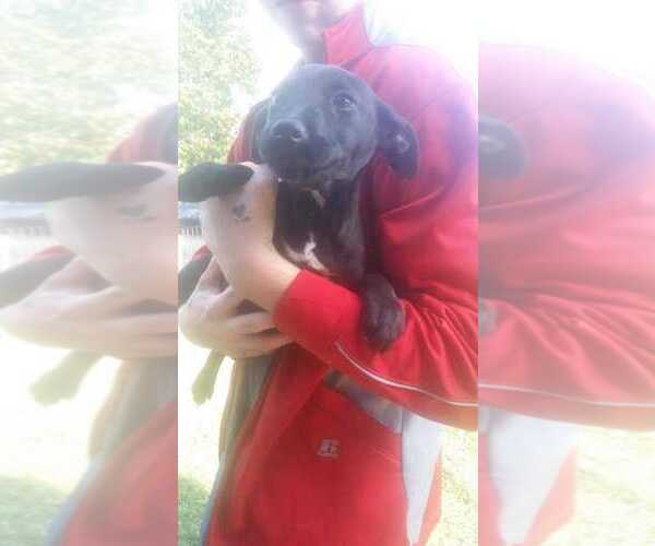 Medium Photo #4 Miniature Pinscher-Unknown Mix Puppy For Sale in Aurora, IN, USA