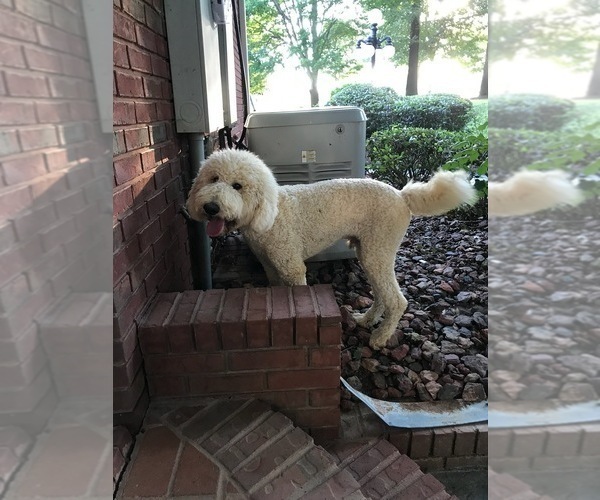 Medium Photo #3 Poodle (Standard) Puppy For Sale in BREMEN, AL, USA