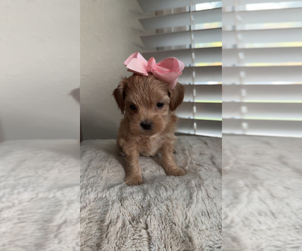 Medium Photo #3 Maltipoo (Toy) Puppy For Sale in DALLAS, TX, USA