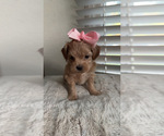 Small #2 Maltipoo (Toy)