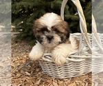 Small #2 Shih Tzu
