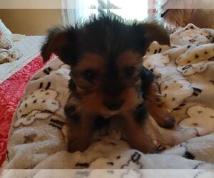 Yorkshire Terrier Puppy for sale in LE ROY, KS, USA