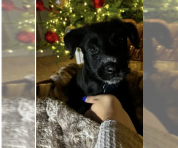 Medium Photo #1 Labradoodle Puppy For Sale in Plainfield, IL, USA