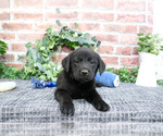Small #7 Labrador Retriever