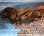 Small #13 Doberman Pinscher