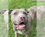 Small #3 American Pit Bull Terrier