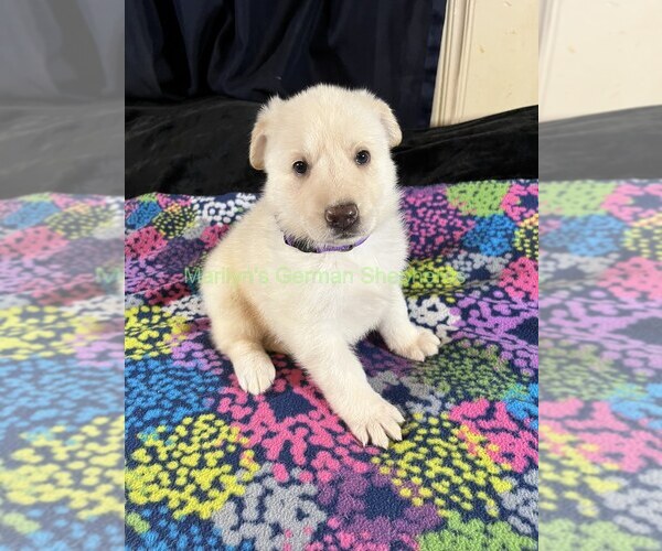 Medium Photo #10 German Shepherd Dog Puppy For Sale in PIEDMONT, MO, USA