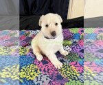 WinterWonderlan - Female German Shepherd Dog Puppy for Sale - Photo #10
