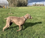 Small Photo #4 Weimaraner Puppy For Sale in MONMOUTH, OR, USA