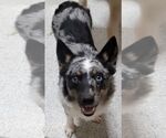 Small #9 Australian Shepherd Mix