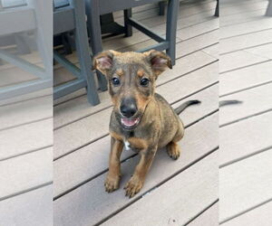 Catahoula Leopard Dog-Unknown Mix Dogs for adoption in pomfret, CT, USA