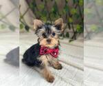Small Photo #14 Yorkshire Terrier Puppy For Sale in PALO ALTO, CA, USA