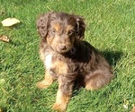 Puppy Ian Aussiedoodle Toy