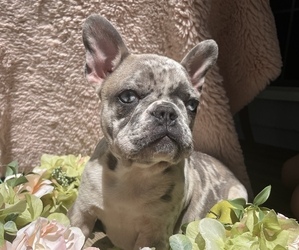 French Bulldog Puppy for sale in CUMMING, GA, USA