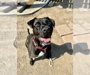 Lincoln - Male American Pit Bull Terrier-Labrador Retriever Mix Dog for Adoption - Photo #21