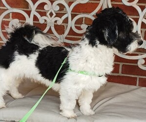 Havanese Puppy for sale in WINSTON SALEM, NC, USA