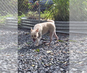 CoCo - Female Maltese-Unknown Mix Dog for Adoption - Photo #3