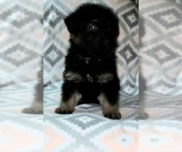 Medium Photo #4 German Shepherd Dog Puppy For Sale in OKC, OK, USA