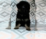 Small Photo #4 German Shepherd Dog Puppy For Sale in OKC, OK, USA
