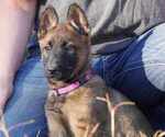 Puppy F1 Belgian Malinois