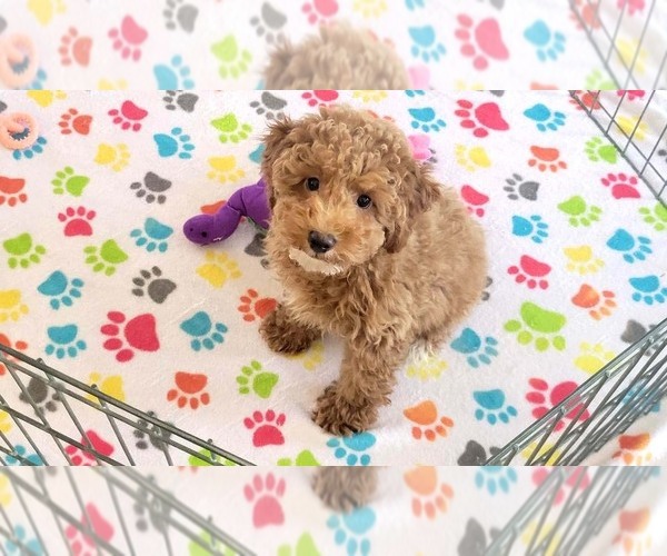 Medium Photo #3 Cock-A-Poo-Poodle (Miniature) Mix Puppy For Sale in ORO VALLEY, AZ, USA