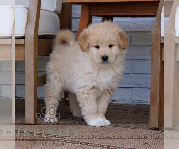 Medium Photo #4 Goldendoodle-Samoyed Mix Puppy For Sale in PARADISE, PA, USA
