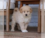 Small #3 Goldendoodle-Samoyed Mix