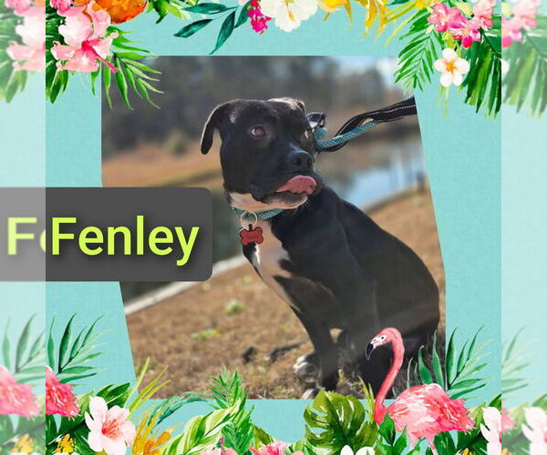 Medium Photo #2 Mutt Puppy For Sale in Myrtle Beach, SC, USA