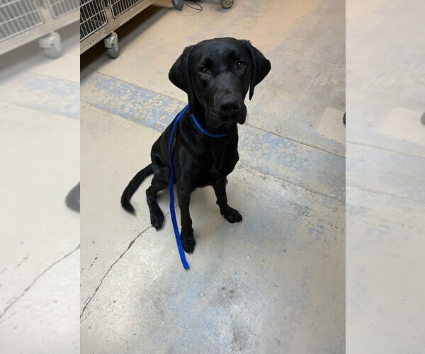 Medium Photo #3 Great Dane-Labrador Retriever Mix Puppy For Sale in Bryant, AR, USA
