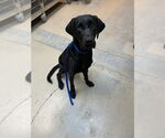 Small #2 Great Dane-Labrador Retriever Mix