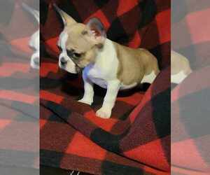 French Bulldog Dog for Adoption in LANCASTER, South Carolina USA