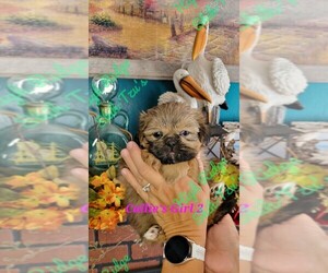 Shih Tzu Puppy for Sale in HILLSVILLE, Virginia USA