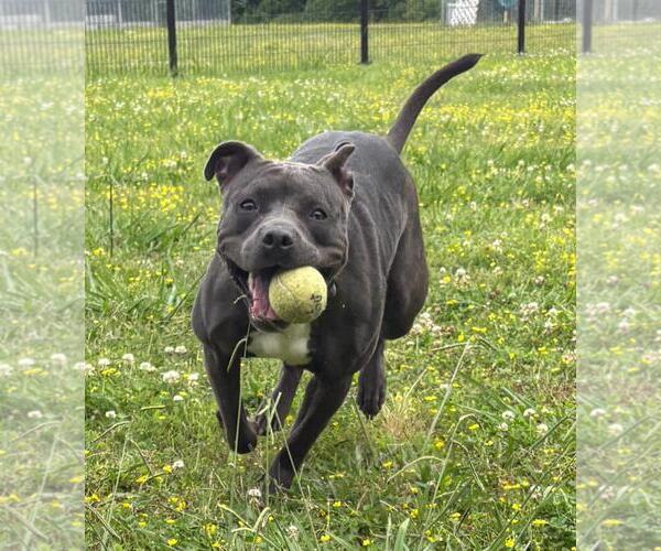 Medium Photo #5 American Pit Bull Terrier-Unknown Mix Puppy For Sale in Virginia Beach, VA, USA