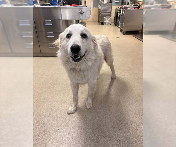 Medium Photo #1 Great Pyrenees-Unknown Mix Puppy For Sale in Riverside, CA, USA