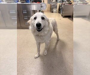 Great Pyrenees-Unknown Mix Dogs for adoption in Riverside, CA, USA