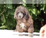 Small #24 Poodle (Toy)