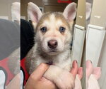 Sarah - Female Siberian Husky Dog for Adoption - Small photo