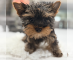 Small #1 Yorkshire Terrier