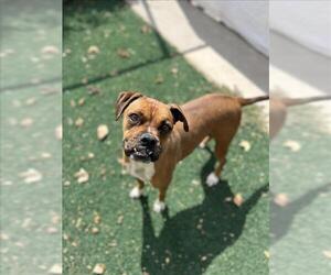 Boxer Dogs for adoption in Chula Vista, CA, USA