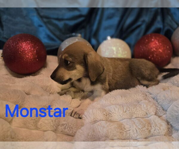 Medium Photo #2 Anatolian Pyrenees Puppy For Sale in MIDWAY, UT, USA