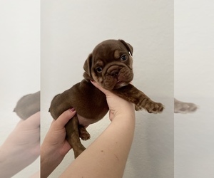 English Bulldog Puppy for sale in ORLANDO, FL, USA