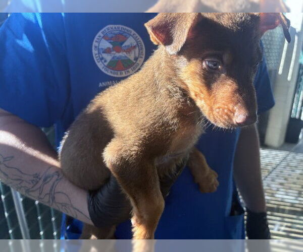 Medium Photo #2 German Shepherd Dog Puppy For Sale in San Bernardino, CA, USA