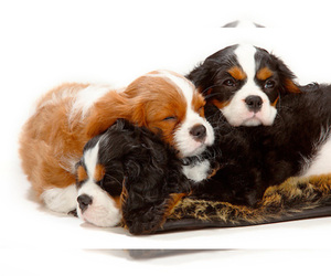 Cavalier King Charles Spaniel Puppy for sale in LAKEVIEW, TX, USA