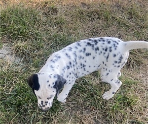 Dalmatian Puppy for sale in WILLIAMSBURG, OH, USA