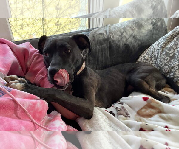 Medium Photo #12 American Pit Bull Terrier-Unknown Mix Puppy For Sale in Germantown, OH, USA