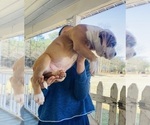 Puppy Puppy 4 American Bully